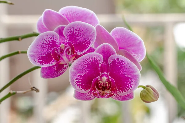 Closed up of Moth Orchid or moon orchids that are blooming in a combination of purple; pink and white; background atmosphere in an indoor garden full of sunlight