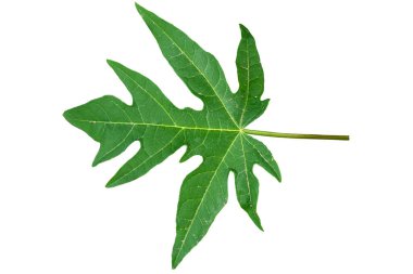 Papaya yaprakları pürüzlü ve yeşil yapraklı, beyaz arka planda izole.