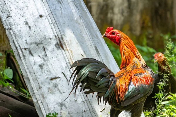 Rooster Which Combination Black Orange Color Red Comb Its Head — Stock Photo, Image