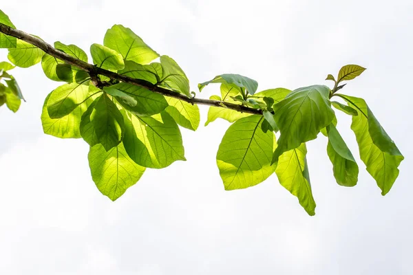 Brindille Une Branche Teck Dont Les Feuilles Sont Ovales Vertes — Photo