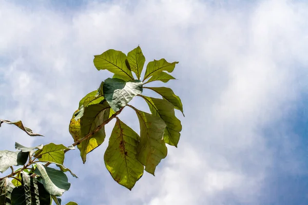 Una Rama Árbol Teca Cuyas Hojas Son Ovaladas Verdes Aisladas — Foto de Stock