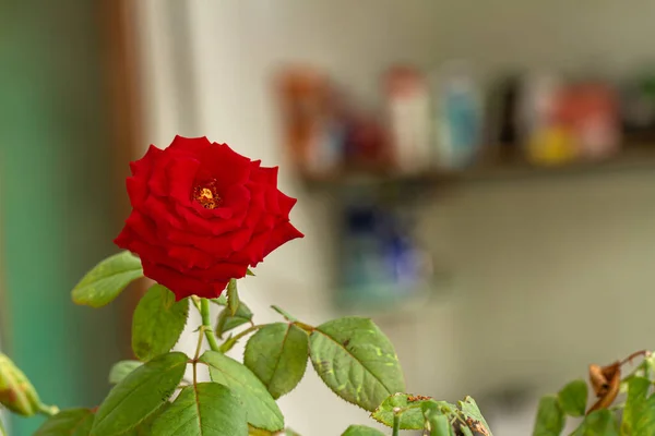 A red rose in bloom on a sunny morning, bright and blurry indoor garden background