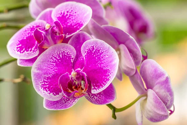 Egy Virágzó Lepke Orchideavirág Lila Fehér Szirmokkal Elmosódott Zöld Lombozat — Stock Fotó