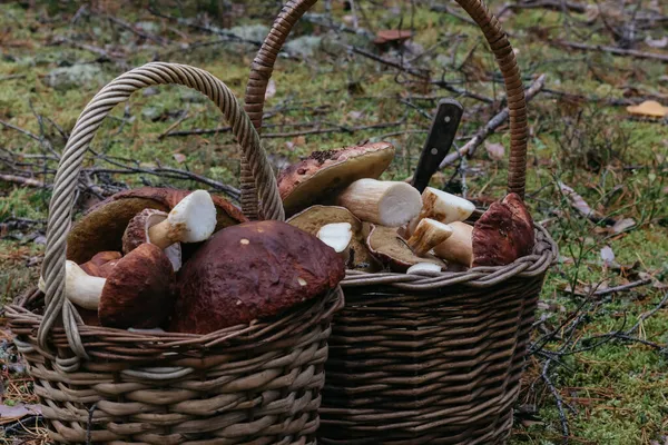 Porcini mantarlı sepet.