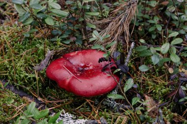 Sonbahar ormanındaki russula
