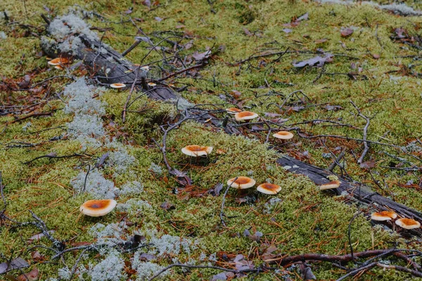 Sonbahar ormanındaki mantarlar