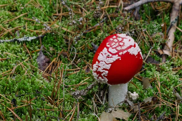 bir ormanda Zehirli mantar