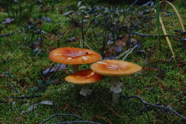 Ormanda agarik uçmak