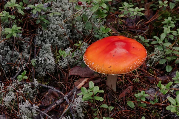 bir ormanda Zehirli mantar