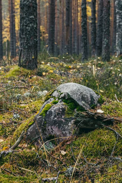 Sonbahar ormanında bir taş.