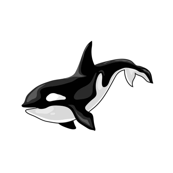 Ilustración Vectorial Una Orca Killer Whale — Archivo Imágenes Vectoriales