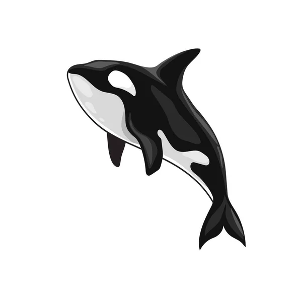 Ilustración Vectorial Una Orca Killer Whale — Archivo Imágenes Vectoriales