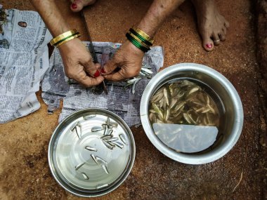 Hindistan, köy bölgesinde orak üzerine küçük balıkların kesilmesi.