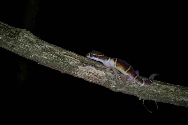 Deccan Banded Gecko Cyrtodactylus Deccanensis — Stock Photo, Image
