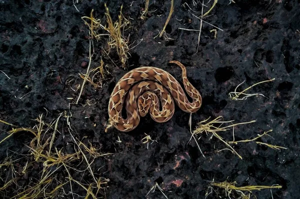 Saw Scaled Viper Species Venomous Snake Found India — Stock Photo, Image