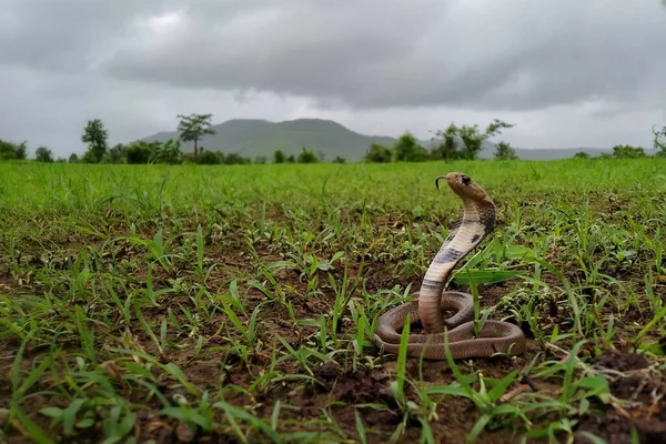 Spectacled Cobra Species Venomous Snake Found India — Stock Photo, Image