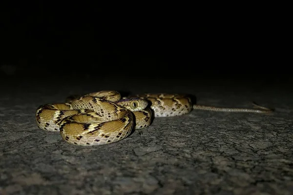 Bronzeback Tree Snake Non Venomous Snake Found India — Stock Photo, Image