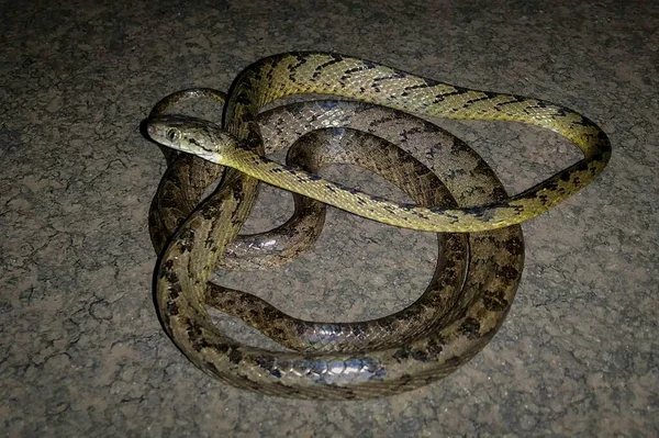 Beddome Cat Snake Species Mildly Venomous Snake Found India — Stock Photo, Image
