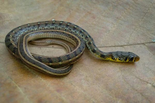 Bronzeback Tree Snake Non Venomous Snake Found India — Stock Photo, Image