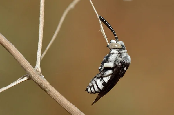 Ağaç dalında bir arı