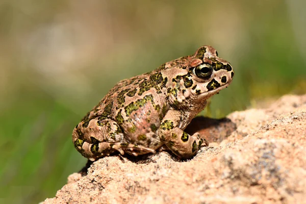 Bir kurbağaya yakından bakmak, doğal yaşam alanı kavramı