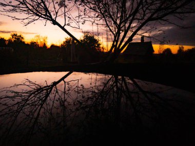  gün batımında yalnız ağaç