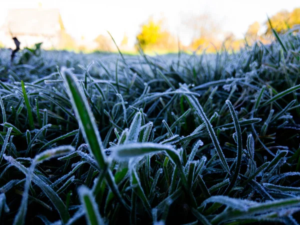 Grünes Gras Mit Morgendlichem Herbstlichem Wetter Bedeckt — Stockfoto