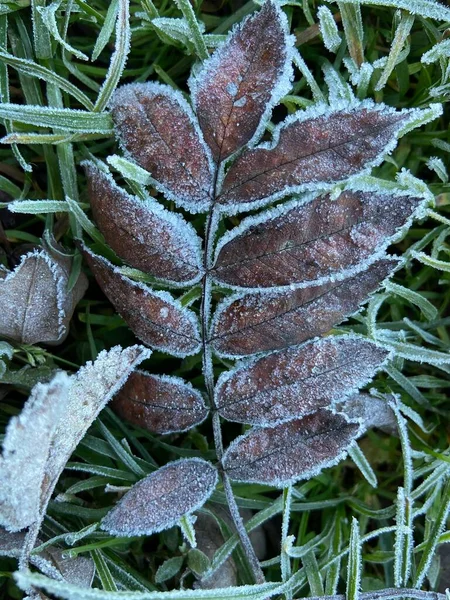 Abgefallene Blätter Der Eberesche Bedeckt Mit Morgenfrühling Auf Grünem Gras — Stockfoto