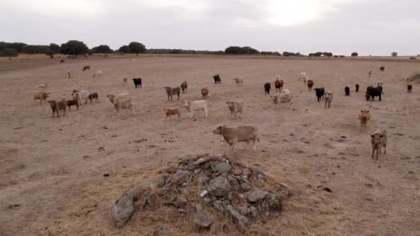 Αγέλη Αγελάδων Ένα Λιβάδι Της Ερήμου Αγέλη Βοοειδών Ένα Ευρύχωρο — Αρχείο Βίντεο