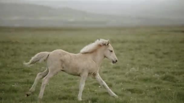 Isabel Foal Runs Isabel Mare Meadow — стоковое видео