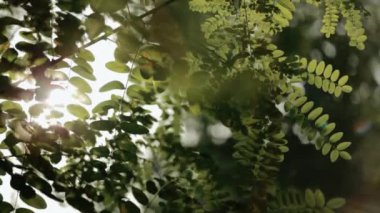 the sun shines through the acacia leaves rays of light