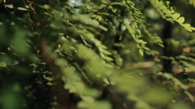 the sun shines through the acacia leaves rays of light