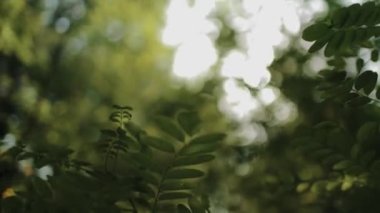 the sun shines through the acacia leaves rays of light
