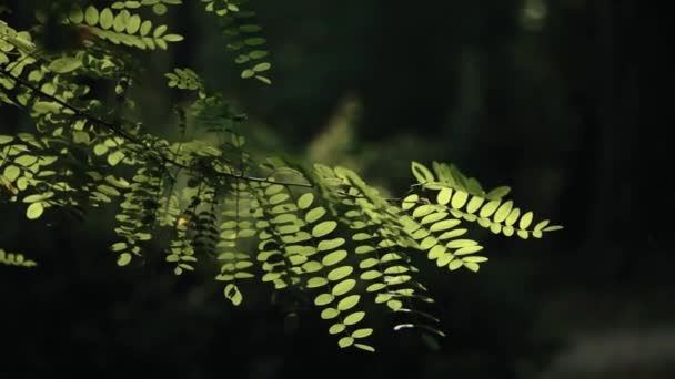 Sun Shines Acacia Leaves Rays Light — Vídeo de stock