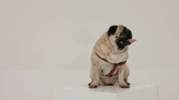 Χαριτωμένο Pug Κάθεται Μπροστά Από Την Κάμερα Ένα Λευκό Φόντο — Αρχείο Βίντεο