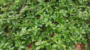 Pachysandra yeşil halısı düşük bakım gerektiren bir yer örtüsü. Bu fotoğraf çeşitli bitkiler hakkında bir sayfa için ya da arka plan olarak kullanılabilir..