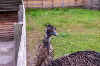 Özel hayvanat bahçesi çiftliği fotoğrafında devekuşu giysisi.