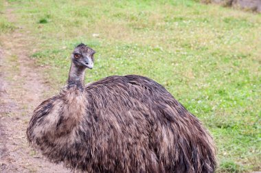 Özel hayvanat bahçesi çiftliği fotoğrafında devekuşu giysisi.