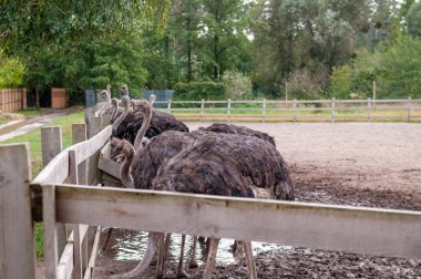 Özel hayvanat bahçesi fotoğrafında devekuşu ahşap çitlere karşı.