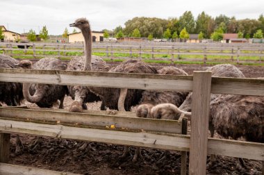 Özel hayvanat bahçesi fotoğrafında devekuşu ahşap çitlere karşı.