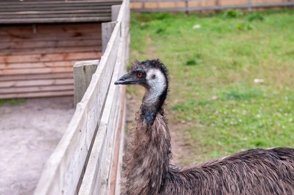 ostrich casuar emu in private zoo farm picture