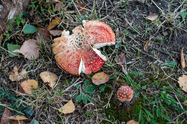 Poison Agaric Mushroom Ground Picture — Stock Photo, Image