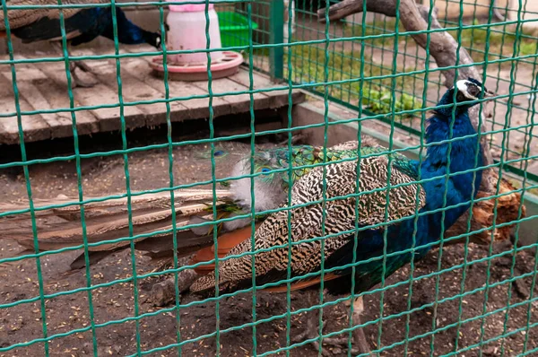 Pavão Macho Dentro Imagem Gaiola — Fotografia de Stock