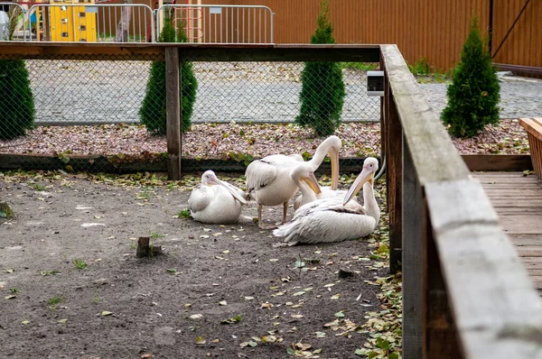 Hvite Pelikaner Som Sitter Ved Gjerdebildet – stockfoto