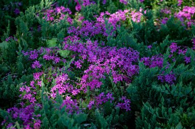 Parkta ağaçlar ve çalılar Doğa manzarası