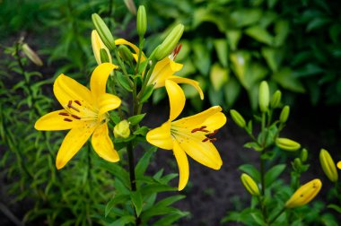 Dağlarda yeşil orman