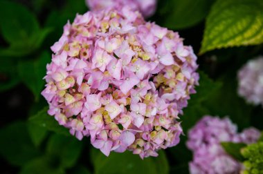 Güzel çiçekler, yakın plan.