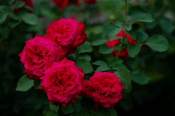 Czerwone Róże Ogrodzie — Zdjęcie stockowe
