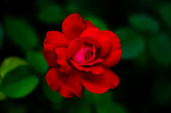 Rose Rouge Sur Fond Vert — Photo