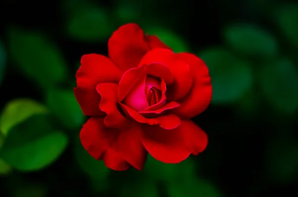 Rosa Roja Sobre Fondo Verde —  Fotos de Stock